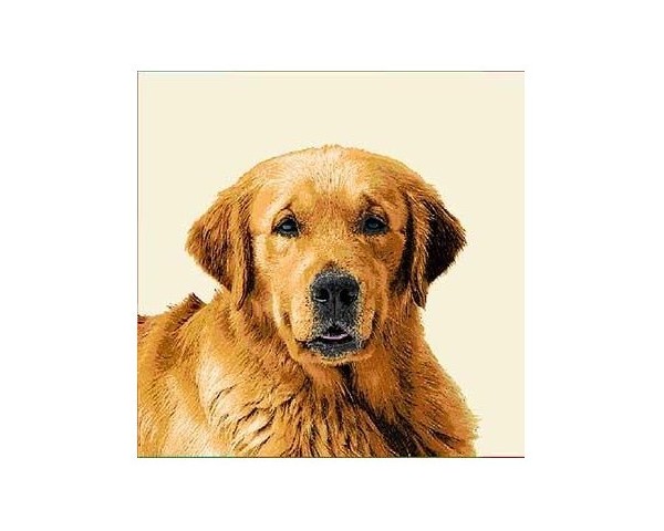 FUNDA DE COJÍN GOBELINO, UNA CARA, DISEÑO DE PERRO LABRADOR GEORGE POSE, 45 X 45 CM.