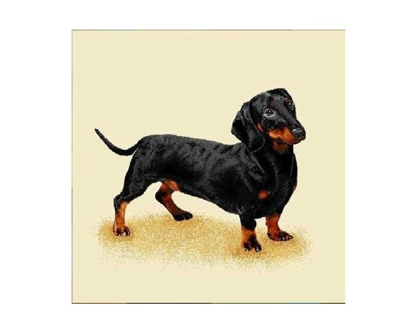 FUNDA DE COJÍN GOBELINO, UNA CARA, DISEÑO DE PERRO TECKEL MASON POSE, 45 X 45 CM.