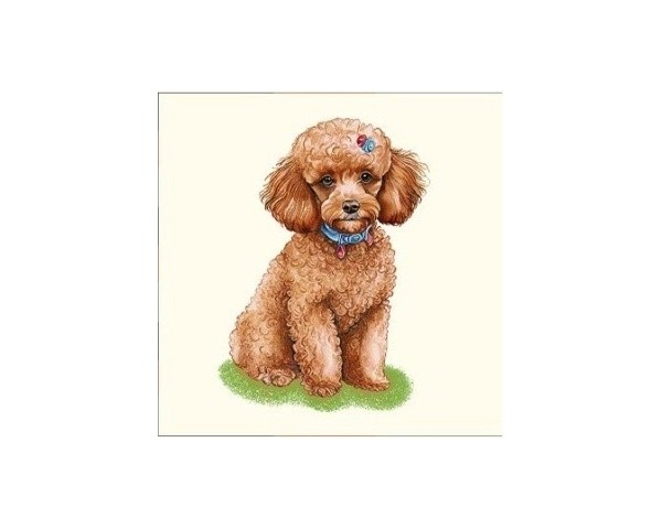 FUNDA DE COJÍN GOBELINO, UNA CARA, DISEÑO DE PERRO CANICHE COLLAR AZUL, 45 X 45 CM.