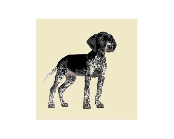 FUNDA DE COJÍN GOBELINO, UNA CARA, DISEÑO DE PERRO PONTIER CONNOR POSE, 45 X 45 CM.