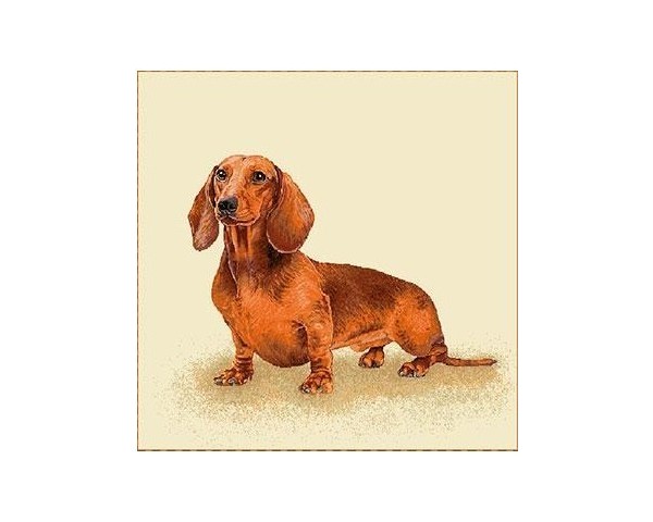 FUNDA DE COJÍN GOBELINO, DOBLE CARA, DISEÑO DE PERRO TECKEL LIAM POSE, 45 X 45 CM.